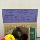 대구애견호텔 애견유치원 모여라솜뭉치 본점 이미지