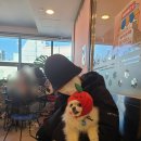 피터펫 애견카페 부산북구점 이미지