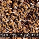 여왕벌 - 남구 용호로 129-6 | 여왕벌