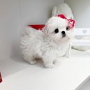 수아펫 이미지