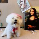 놀러오개 애견유치원 애견호텔 동대문점 이미지