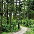 [테마특집 숲 | 우리 숲 변천사] 우리 숲의복구는 세계적 자랑거리 이미지