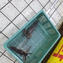 세자매회양념집