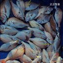 고고씽호
