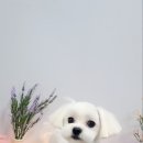 아름답개 이미지