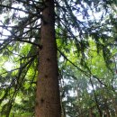 덕유산자연휴양림 이미지