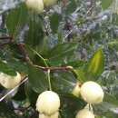 우림농원 이미지