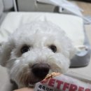 펫프레시 이미지