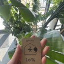 수타강화 이미지