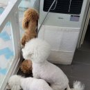 메리해피쫑 이미지