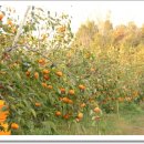 남일농장 이미지