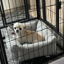 루루는포메 이미지