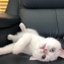 주식회사별난사람들 | [일본컬쳐] 난 그저 부모님께 용돈 쪼꼼 드린것 뿐인데..🤭효녀된썰(feat. 한국vs일본 용돈문화..?)