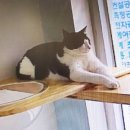 묘랑 고양이 전문호텔 이미지