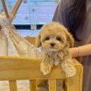 몽냥몽냥 이미지