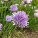 차이브(CHIVES)