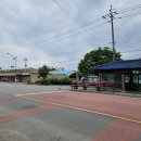 군남 은행나무 이미지