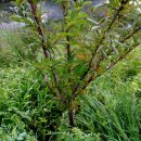 자두나무농장 이미지