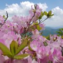 고산 병풍취 산행 이미지