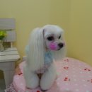 독앤걸즈 이미지