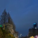 양재천 벚꽃축제 (저녁)후기