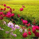 밀양현대주유소 Daum카페