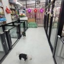 달구애견 네이버블로그