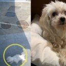 개ST하우스 이미지