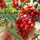 인하농장 이미지