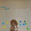 허니바우 이미지