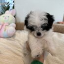 부산강아지분양 디몽 광안리본점 이미지