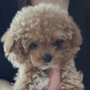 달링하이 강아지분양 밀양점 이미지