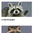 너구리 이미지