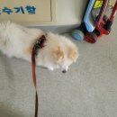 패밀리동물병원 | 원주 반곡동 패밀리동물병원 방문 및 백신접종