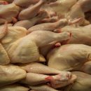 꼬꼬나라 이미지