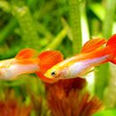 구피 카카오 검색결과