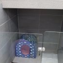 마이펫 룸 네이버블로그