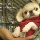 깨롱이 이미지