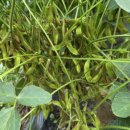 서리태 꼬투리 바글바글!! 이미지