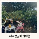 호근농장 | 제주에인감귤밭 감귤따기체험, 서귀포 감성카페 아이랑 방문하기 좋은곳