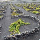 란사로테 이미지