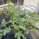 애플수박 그리고 망고수박키우기 이미지