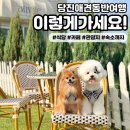피어하우스바다(PEERHAUS) | [당진애견동반여행] 맛집,관광지부터 숙소까지 완벽한 코스 공유할게요!