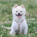 멍타냥 이미지