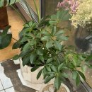 아도라 플라워 앤 카페 | 대구 용산동꽃집 해피앤플라워 개업화분 배달가능! 고무나무 화분 선물 후기