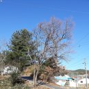 감나무집민박 이미지