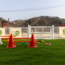 가평댕댕이애견독채펜션퍼플 이미지