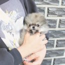 강아지요미독광명