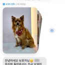피개행개 이미지
