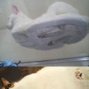 마낭 이미지